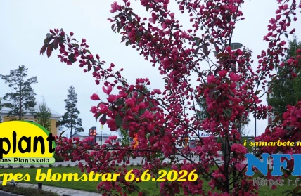 1200x629 Nblomstrar26 