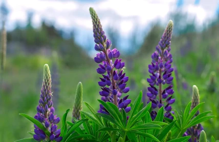 661512 lupine 1437873 1920