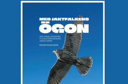 MED JAKTFALKENS OGON