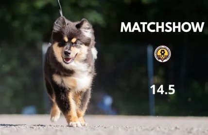 Match show