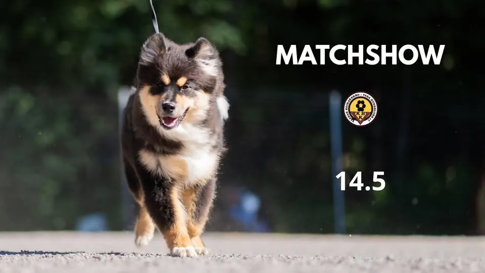 Match show