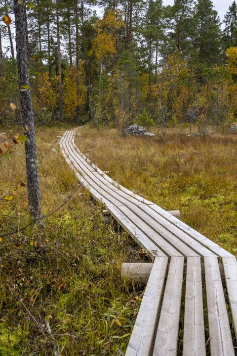Molnviken 32