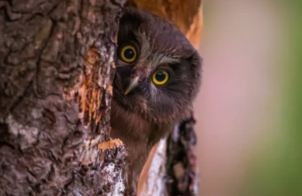 N47A8870 JukkaRisikko 1