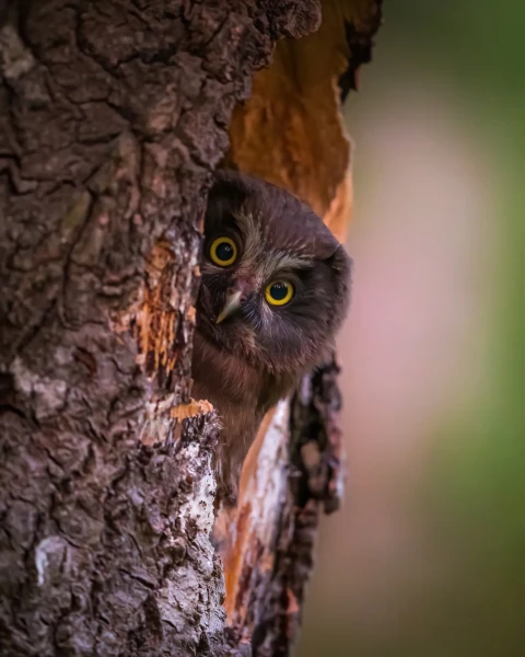 N47A8870 JukkaRisikko