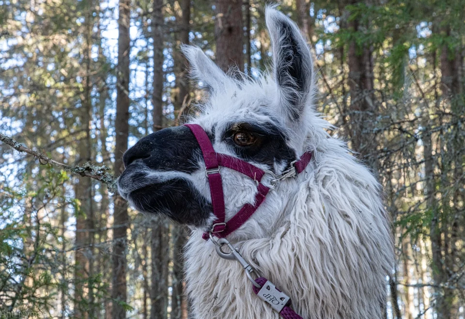 Redi talvi 2024 Ahti Nyman v2