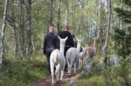 alpakkapatikka v4