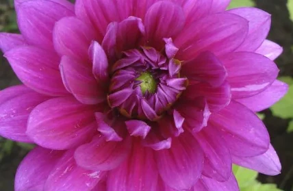 dahlia v2