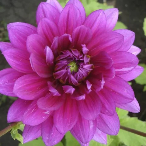 dahlia v2