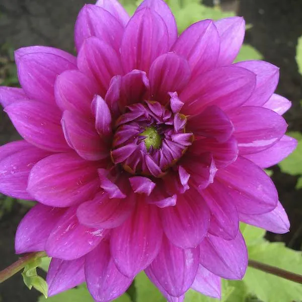 dahlia v2