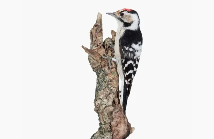 kannisto testi kotisivu 2