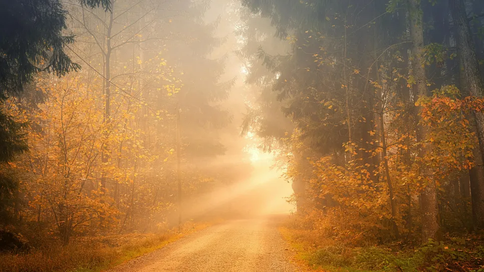 https://mi.pedersore.fi/api/xml/course/4849?locale=sv_SE