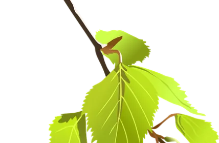 birch 155882960720