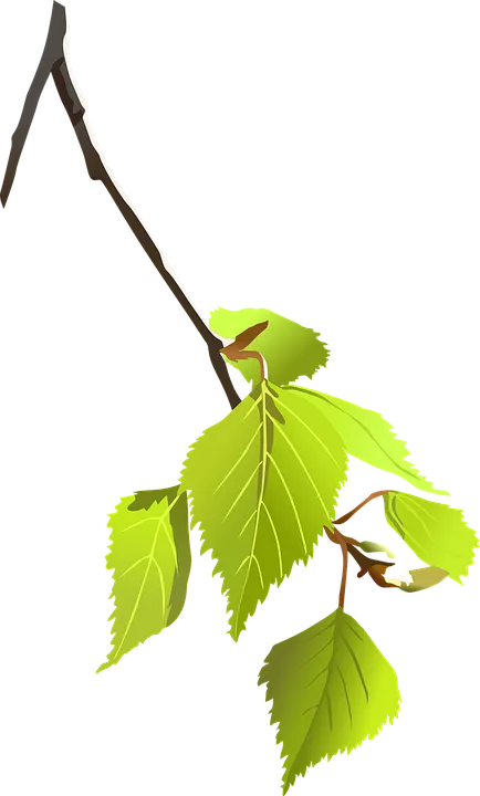 birch 155882960720